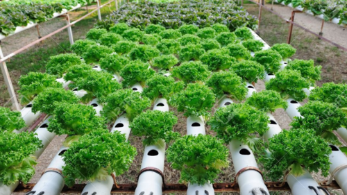 Tips Memulai Usaha Pertanian Hidroponik untuk Pemula