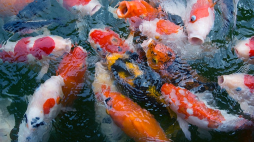 Strategi Usaha Jual Beli Ikan Hias bagi Pemula